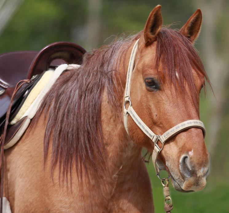 Brego - Canadian Free Range Horse