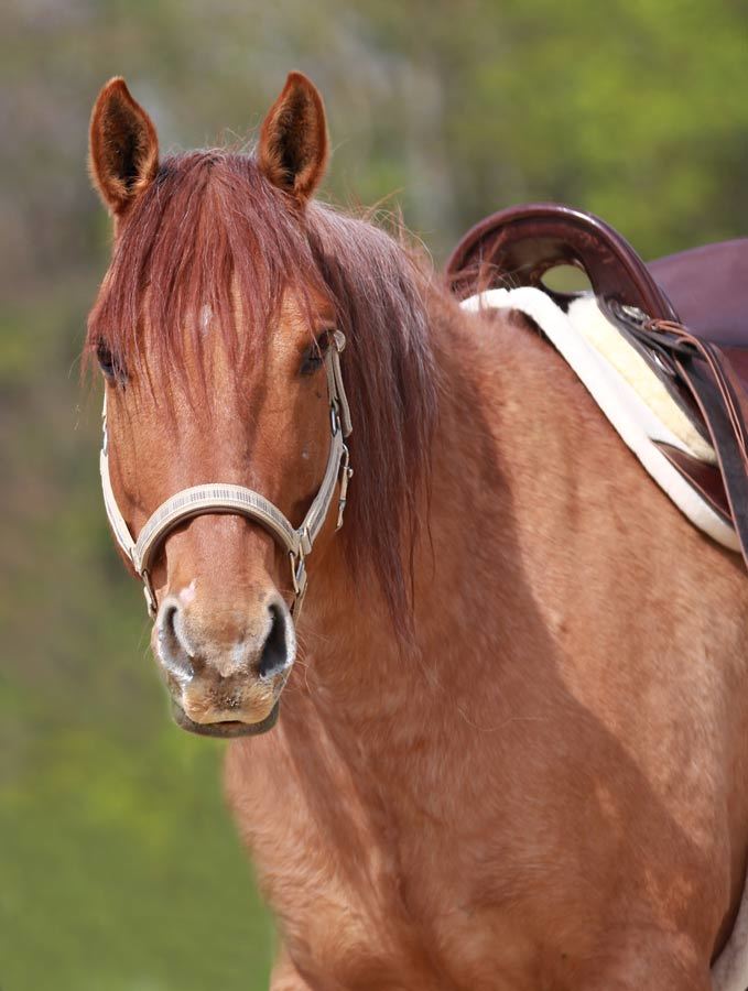 Brego - Canadian Free Range Horse