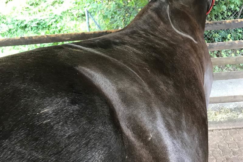 Rücken eines Pferdes mit schlecht passendem Sattel